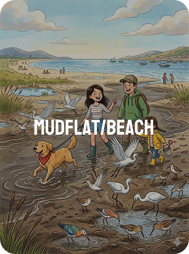 Illustration of visitors and a dog sharing a beach and mudflat with feeding birds