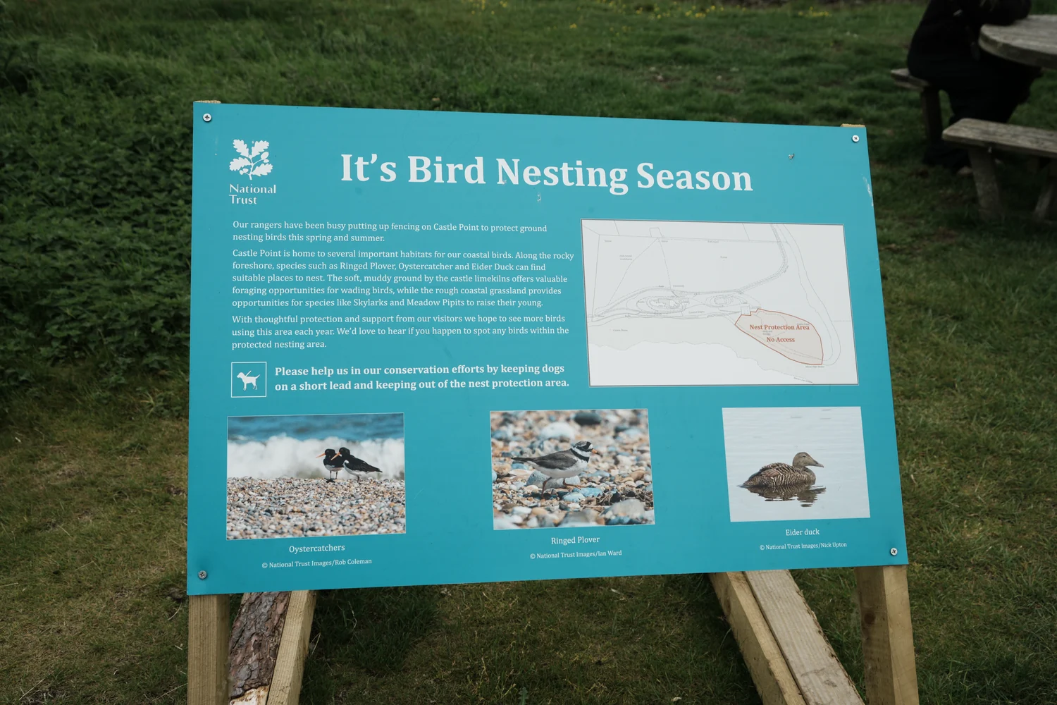 Existing nesting guidance beside a visitor route