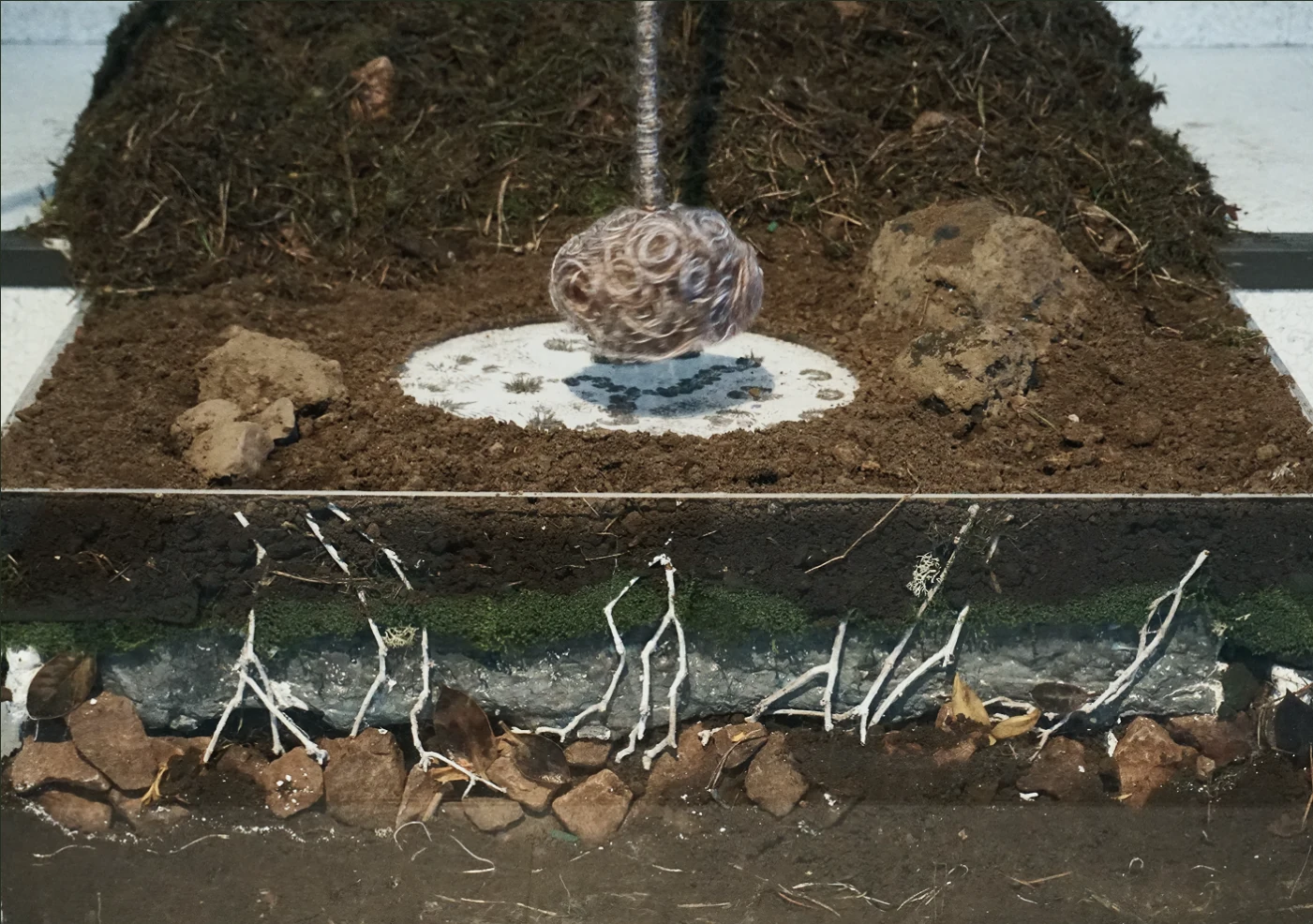 Visible layers and roots in the final soil box
