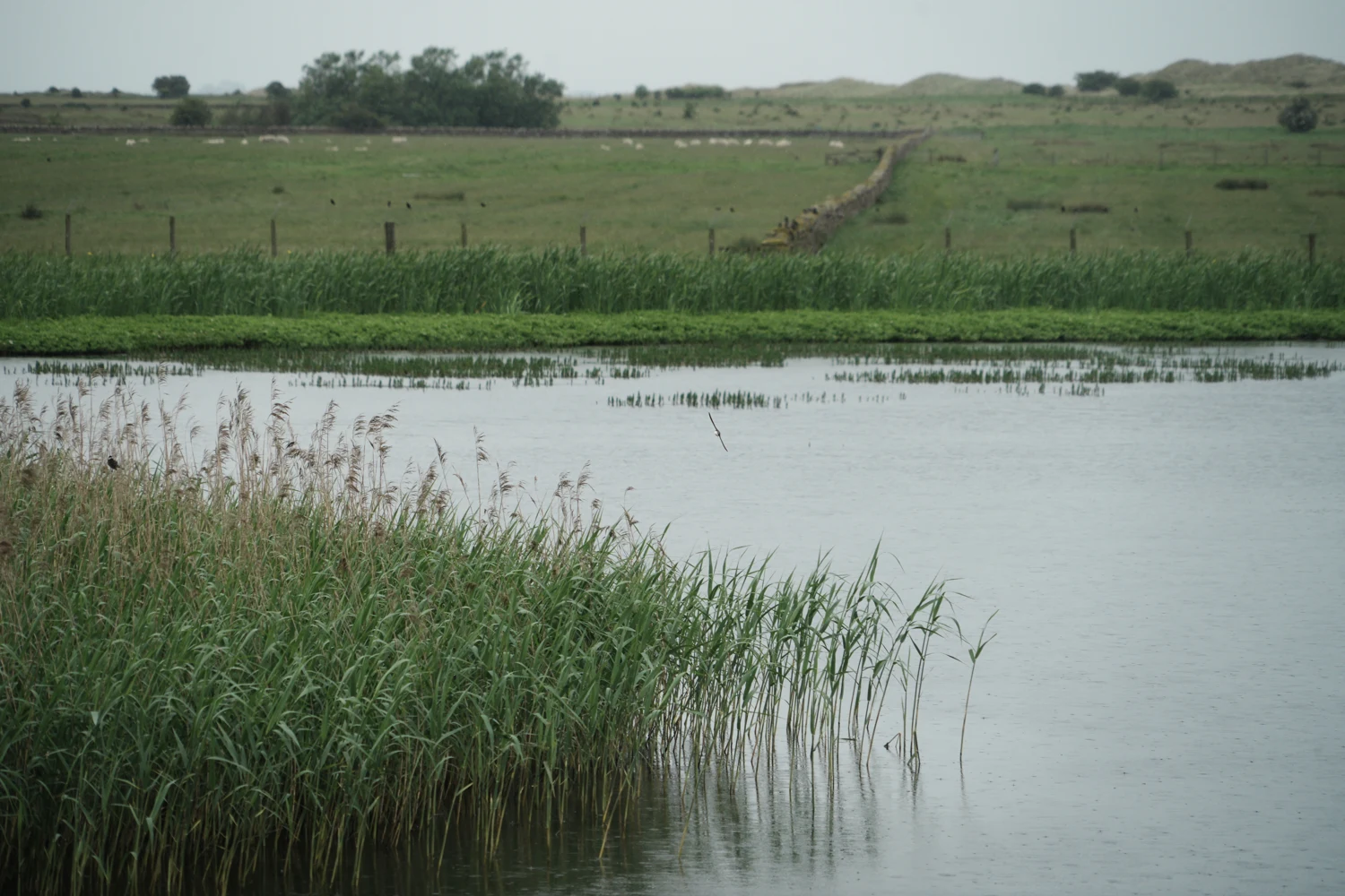 Wetland habitat seen from the wildlife viewing area